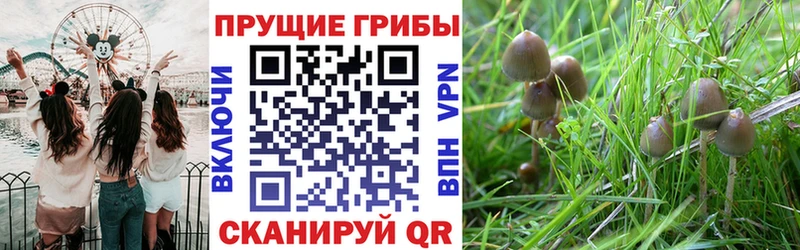 Галлюциногенные грибы мицелий  купить наркотик  Бердск 